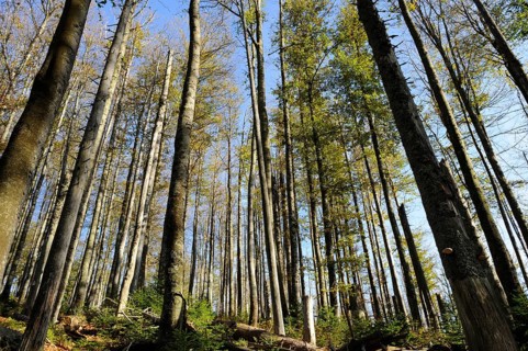 Forest scene with dry trees and clear sky, Lusen, Bavarian Forest National Park