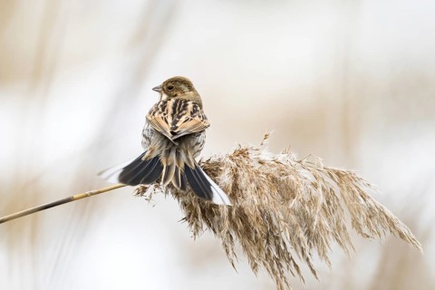 A reed bunting (Emberiza schoeniclus), female, sitting on a reed stalk and looking into the