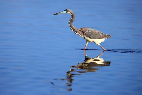 Tricoloured Heron (Egretta tricolor), adult, in the water, foraging, Merritt Island, Black Point