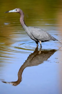 Great Blue Heron (Egretta caerulea), adult, in water, alert, foraging, Merritt Island, Black Point
