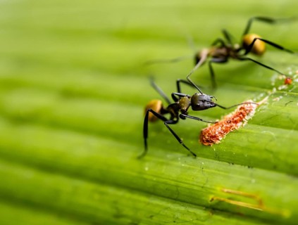 Two ants on a leaf, Corcovado National Park, Osa Peninsula, Puntarena Province, Costa Rica, Central
