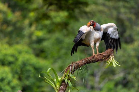 King vulture (Sarcoramphus papa), cock, vulture birds (Aegypiinae), Laguna del Lagarto Lodge,