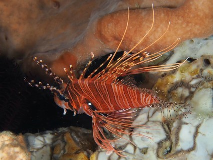 An antenna lionfish (Pterois antennata) with long spines swims between corals, dive site Toyapakeh,