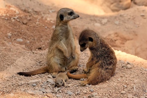 Burrowing owl (Suricata suricatta), adult, two adults, juvenile, newborn, baby, at the burrow