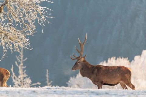 A red deer stag (Cervus elaphus) stands in the first light of day on a meadow covered in hoar frost