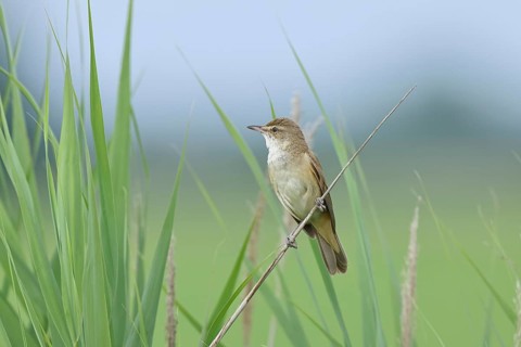 Great Reed Warbler (Acrocephalus arundinaceus), singing, twittering, sitting on a reed stalk in a