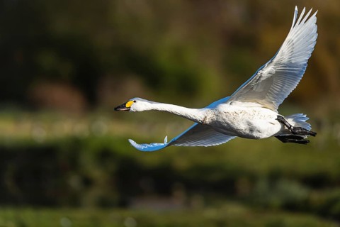 Tundra Swan, Bewick's Swan, Cygnus columbianus in flight at winter in Slimbridge, England, United
