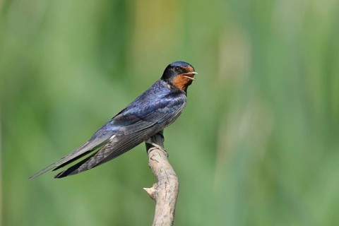 Barn Swallow (Hirundo rustica) sitting on a branch, Lake Neusiedl National Park, Burgenland,