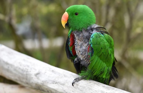 Noble parrot, (Eclectus) in moult, Vogelpark Marlow, Mecklenburg-Vorpommern, Germany, Europe