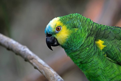 Yellow-headed Amazon (Amazona oratrix), adult, portrait, Central America, Central America