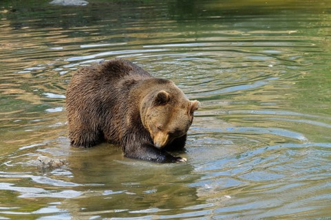 A bear stands calmly in the water with gentle water rings, Eurasian brown bear (Ursus arctos