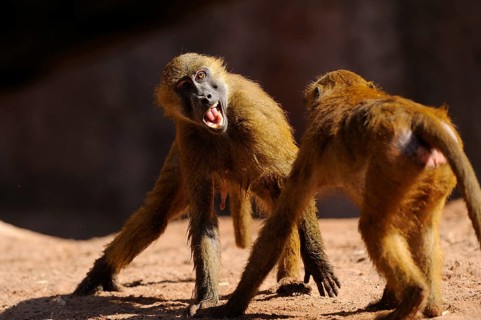 Two baboons interacting with each other, a dynamic scene with a sense of energy and urge to move,