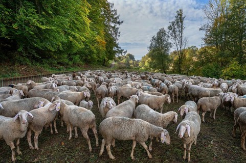 Fenced flock of sheep in a valley in Franconian Switzerland, Upper Franconia, Bavaria, Germany,