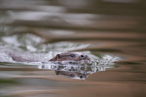 Eurasian otter (Lutra lutra) adult animal swimming in a river, England, United Kingdom, Europe
