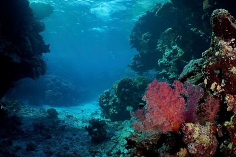 View into an open underwater cave with coral reef, on it Hemprich's Tree Coral (Dendronephthya