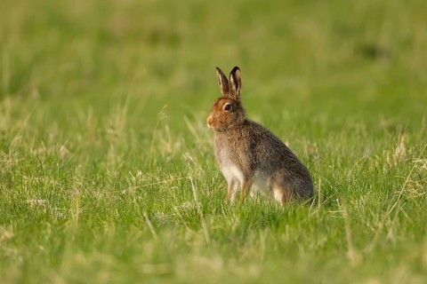 Mountain hare (Lepus timidus) adult animal in its summer coat on a hillside meadow, Cairngorm