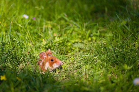 A European hamster (Cricetus cricetus), Eurasian hamster, black-bellied hamster or common hamster,