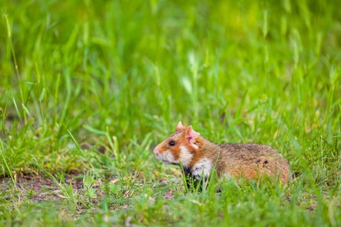 A European hamster (Cricetus cricetus), Eurasian hamster, black-bellied hamster or common hamster,