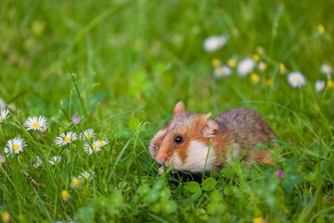 A European hamster (Cricetus cricetus), Eurasian hamster, black-bellied hamster or common hamster,