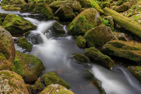 Kleine Ohe creek below Waldhaeuser village in the Bavarian Forest Nationalpark. Flowing water,
