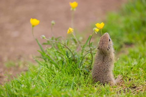 A young European ground squirrel (Spermophilus citellus) or European souslik sits in green gras