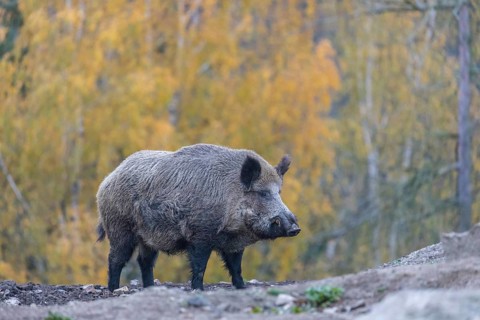 One wild boar or wild pig (Sus scrofa), walking over an opening in early morning light, searching