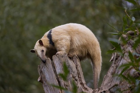 One southern tamandua (Tamandua tetradactyla), sitting on the top of a broken/cut tree in a forest