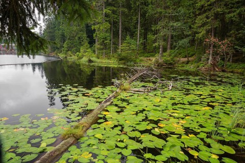 Lake Großer Arbersee in sumer. Water lilies cover the water. Germany, Bavaria, Bavarian Forest