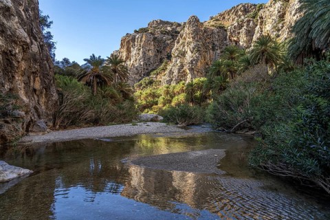 Phoenix theophrasti palms and the river Megalopotamos in the gorge of Preveli, Crete, Greece,