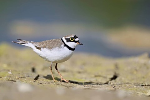 Little Ringed Plover (Charadrius dubius), standing in silt, Aue nature reserve, Reussegg, Sins,