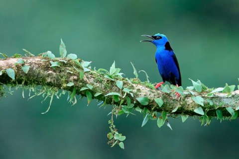 Male Red-legged Honeycreeper (Cyanerpes cyaneus) on a branch, Costa Rica, Central America
