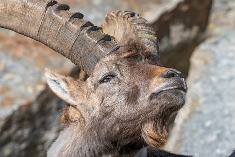 Alpine ibex (Capra ibex), male, portrait, captive, Alpine Zoo, Innsbruck, Tyrol, Austria, Europe
