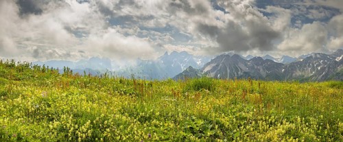 Summer in the Allgäu, mountain panorama over a lush blooming mountain flower meadow on the Fellhorn