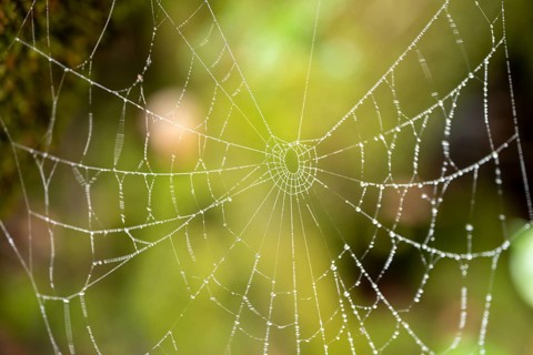 Spider web with raindrops, Poás National Park, central highlands, Alajuela province, Costa Rica,