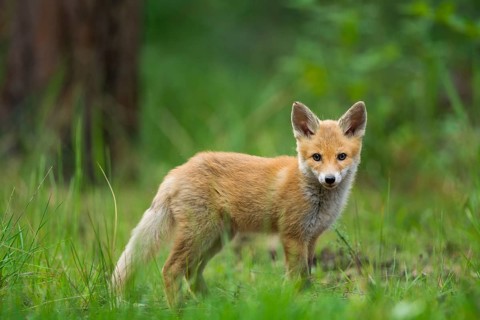 Red fox (Vulpes vulpes), young fox standing in the green forest, surrounded by grass and trees and