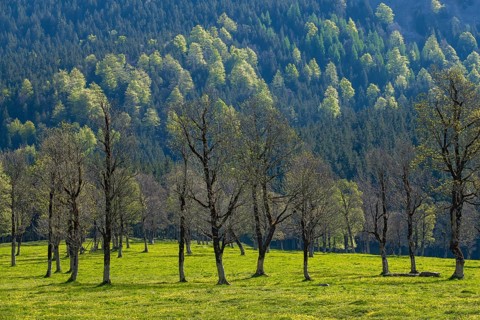 Großer Ahornboden in spring, Großer Ahornboden, Karwendelgebirge, Tyrol, Austria, Europe