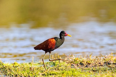 Red-fronted leaflet (Jacana jacana) Pantanal Brazil