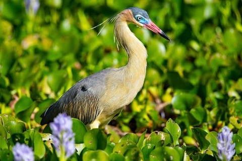 Whistling heron (Syrigma sibilatrix) Pantanal Brazil