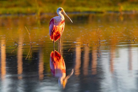 Roseate spoonbill (Ajaia ajaja) Pantanal Brazil