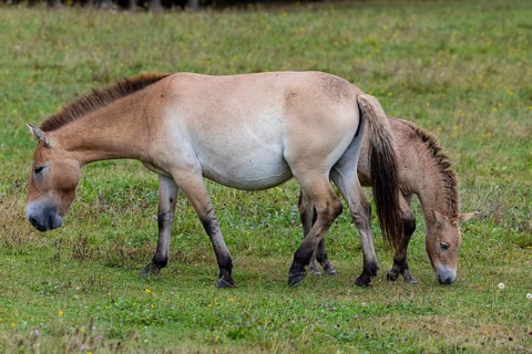 Przewalski's horse (Equus przewalski) capive Germany