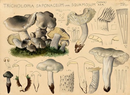 Mushroom, mushroom, soapwort, Tricholoma saponaceum, authentic reproduction of an illustration by