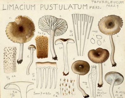 Mushroom, fungi, Hygrophorus agathosmus, syn. Limacium pustulatum, authentic reproduction of an