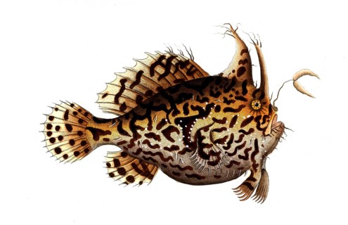 Fish, Fishes, Lophius histrio, Sargassum anglerfish, Sea toad, The sargassum fish, anglerfish, or