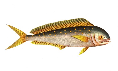 Fish, Fishes, Common dolphinfish, Coryphaena hippurus, Mahi-mahi, common dolphinfish, Historical,