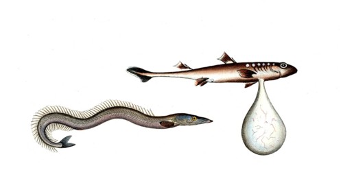Fish, fishes, left: Ammodytes tobinus, the sand eel, the Launce. right: Embrio Squali, an unborn