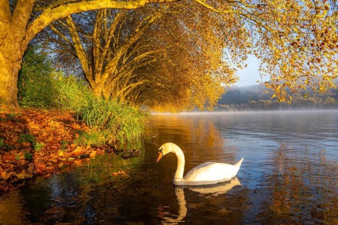 Autumnal colours at the Platanen Allee, Hardenberg Ufer, lakeside path at Lake Baldeney, near Haus
