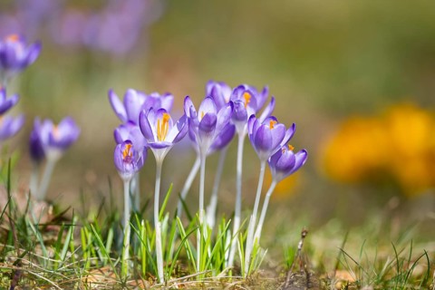 Flowering crocuses (Crocus) in the garden in springtime on a sunny day, Bavaria, Germany, Europe