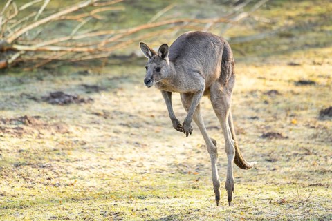 Eastern Gray Kangaroo (Macropus giganteus) jumping on a meadow, captive, occurance Australia,