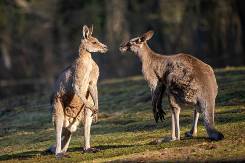 Eastern Gray Kangaroo (Macropus giganteus), two males fighting on a meadow, captive, occurance