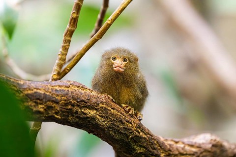 Eastern pygmy marmoset (Cebuella niveiventris) climbing on a tree in a forest, captive, Germany,